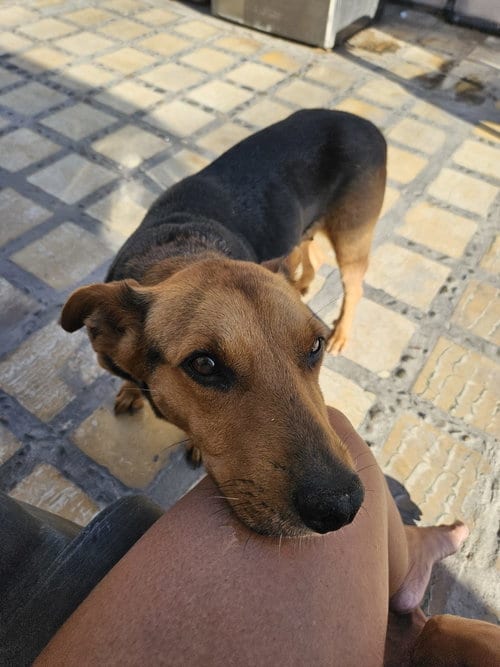 Photo of Emma Jean, adoptable American Foxhound in Inglewood, California
