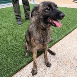Photo of Ccan-A-1498, adoptable Shepherd (Unknown Type) Mixed Breed (Medium) in Ringgold, Georgia