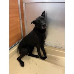 Photo of Blake, adoptable Terrier (Unknown Type, Medium) in Doral, Florida