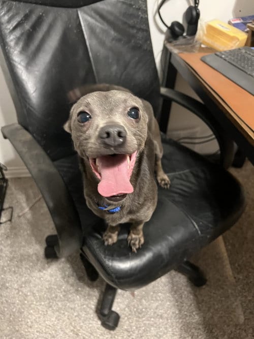 Photo of Tator, adoptable Chihuahua in Bangs, Texas
