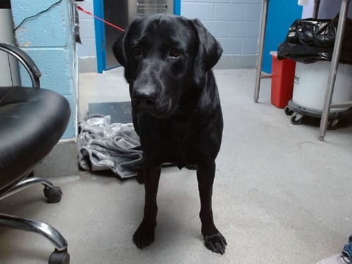 Photo of Snuggle, adoptable Labrador Retriever in Albuquerque, New Mexico