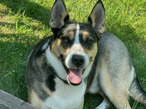 Photo of Buddy, adoptable Australian Kelpie in Chandler, Arizona