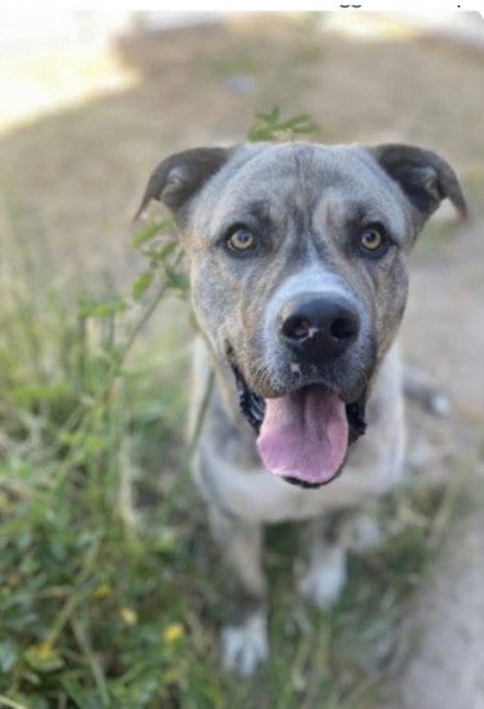 Photo of Sunday, adoptable Pit Bull Terrier in San Pedro, California