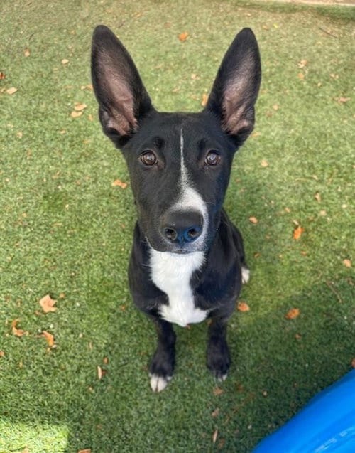 Photo of Aphrodite, adoptable Labrador Retriever in Sacramento, California