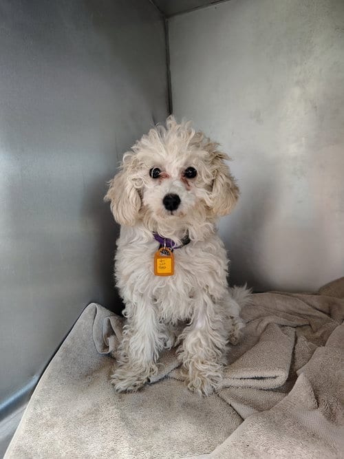 Photo of Bella, adoptable Poodle (Toy) in Mukwonago, Wisconsin