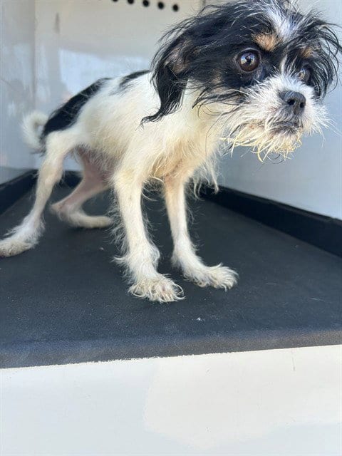 Photo of A171494, adoptable Shih Tzu in Bakersfield, California