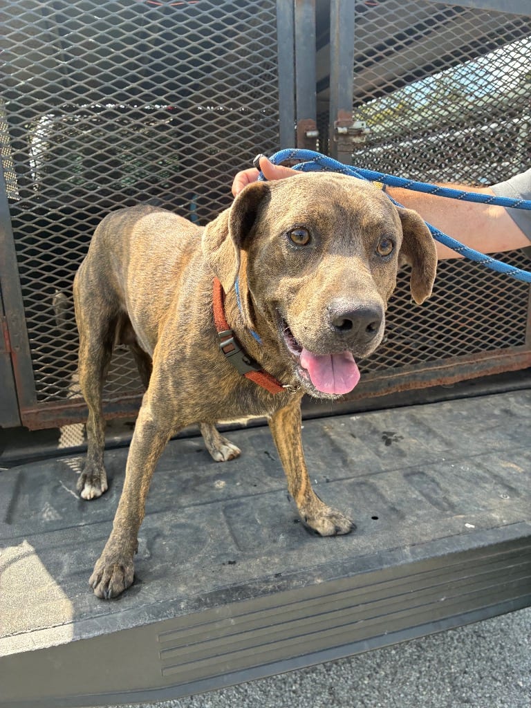 Photo of Velcro, adoptable Mixed Breed in Chickamauga, Georgia