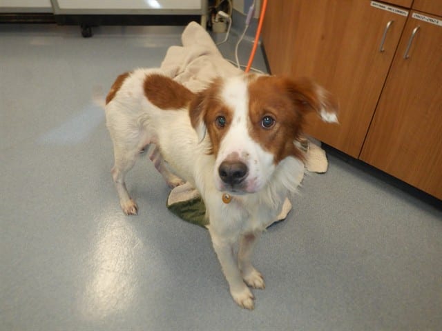 Photo of Milo, adoptable Australian Cattle Dog in San José, California