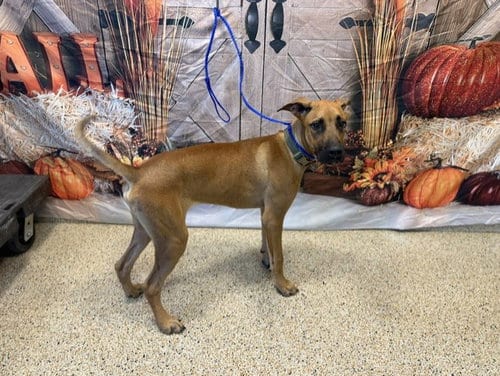 Photo of Pudding, adoptable Pointer in Miami, Florida