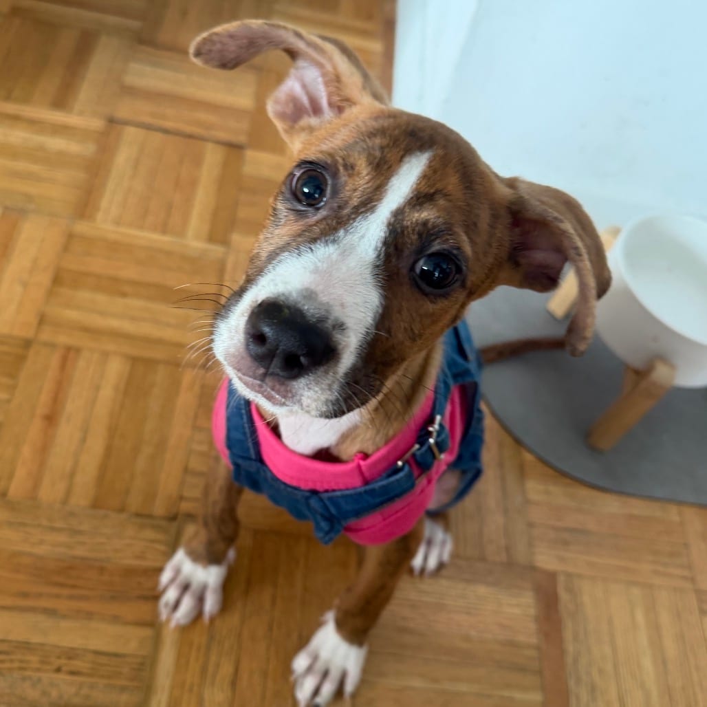 Photo of Lizzie McGuire, adoptable Boxer / Mixed Breed (Medium) in Jersey City, New Jersey