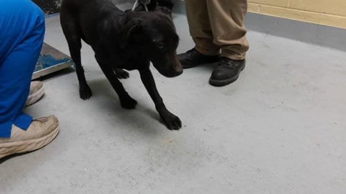 Photo of Sasha, adoptable Pit Bull Terrier in Tulsa, Oklahoma