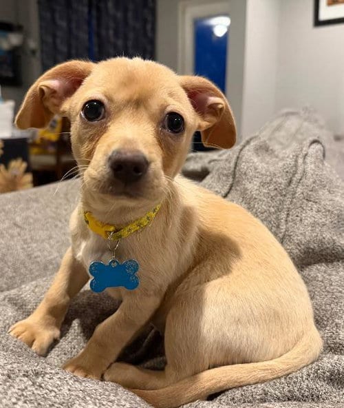 Photo of Joon, adoptable Beagle in Plainfield, Illinois