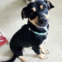 Photo of Bear, adoptable Shepherd (Unknown Type) Mixed Breed (Medium) in Frederick, Maryland
