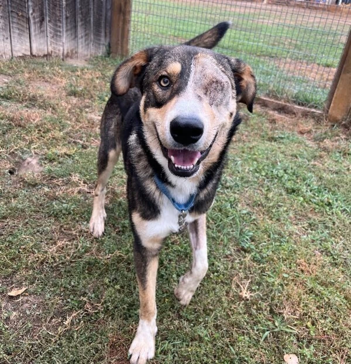 Photo of Volkmar, adoptable Mixed Breed (Medium) in Fort Collins, Colorado