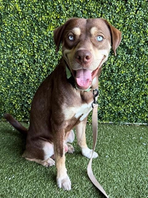 Photo of Dale, adoptable Labrador Retriever in Naples, Florida