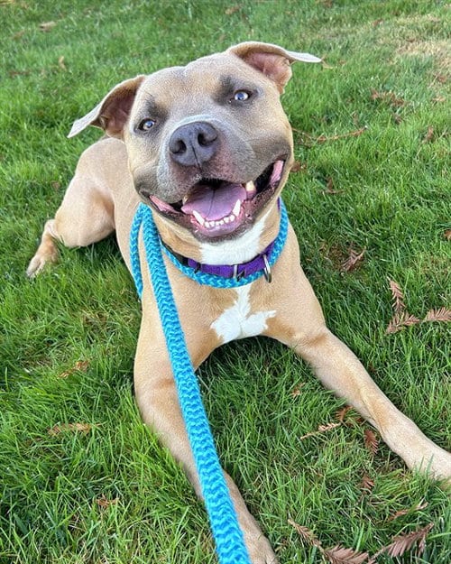 Photo of Mack, adoptable Pit Bull Terrier in Sacramento, California