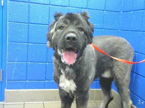 Photo of Apollo, adoptable Leonberger in Albuquerque, New Mexico