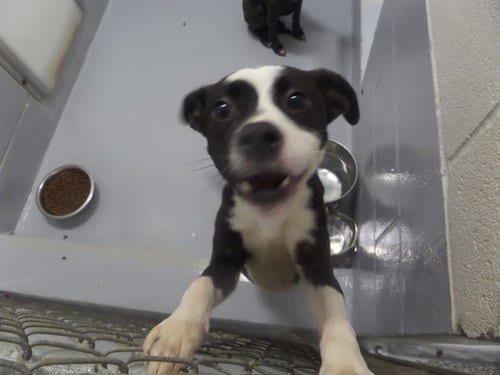 Photo of Luna, adoptable Pit Bull Terrier in Augusta, Georgia