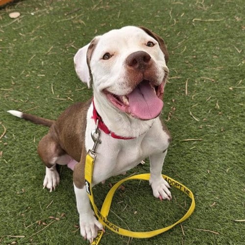 Photo of Agatha, adoptable Pit Bull Terrier in Las Vegas, Nevada