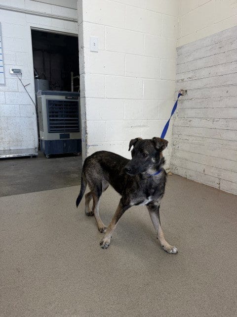 Photo of Tango, adoptable Belgian Shepherd Malinois in San Bernardino, California