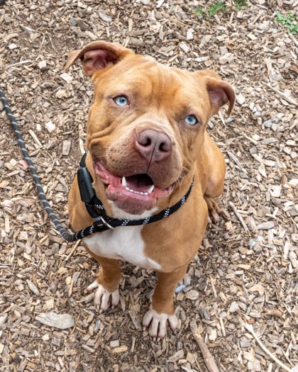 Photo of Nezime, adoptable dog in Chamblee, Georgia
