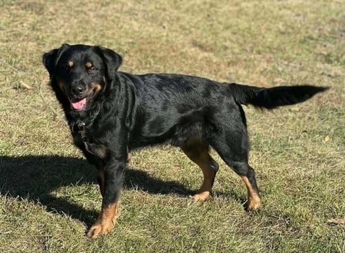 Photo of Gator, adoptable German Shepherd Dog in Aurora, Indiana