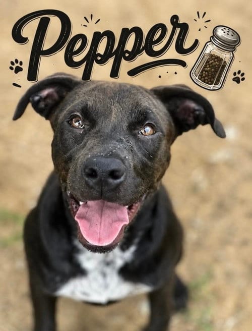 Photo of Pepper, adoptable Unknown breed (short coat) in Corning, Arkansas