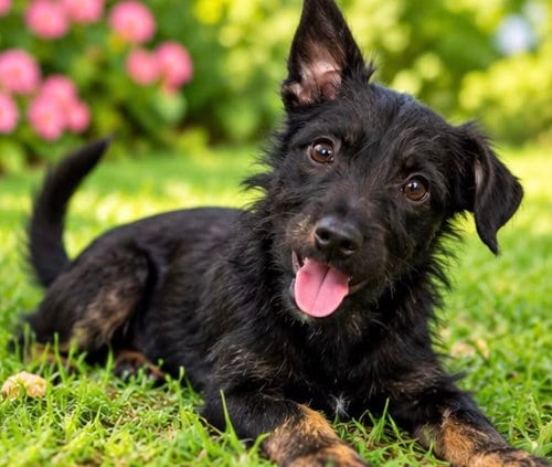Photo of Lucella, adoptable Schnauzer in Margate, Florida