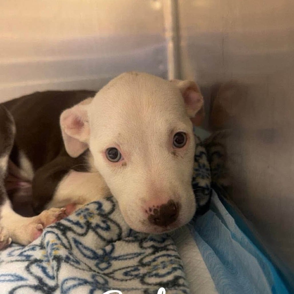 Photo of Sunfyre (p), adoptable Terrier, American Staffordshire in Whitestone, New York