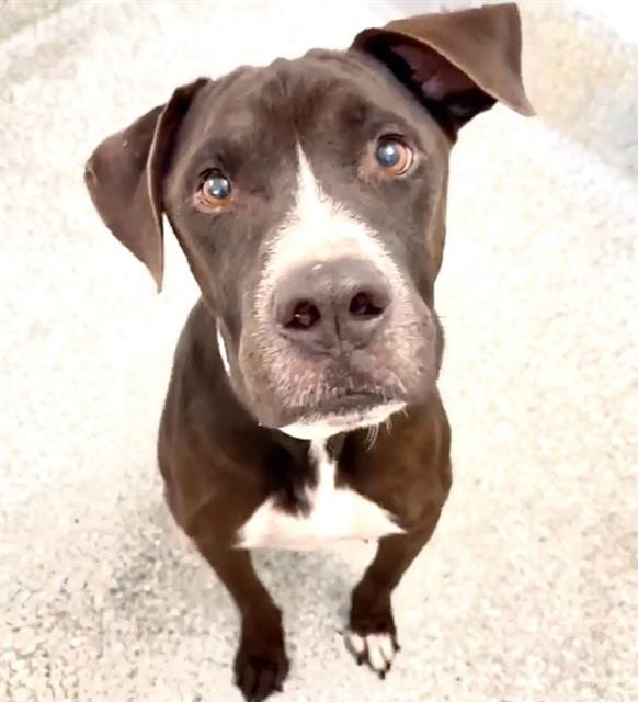 Photo of Chucho, adoptable Labrador Retriever mix in Houston, Texas
