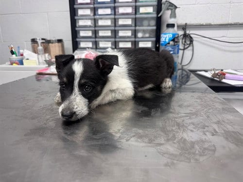 Photo of Merlot, adoptable Australian Cattle Dog/Blue Heeler in San Andreas, California