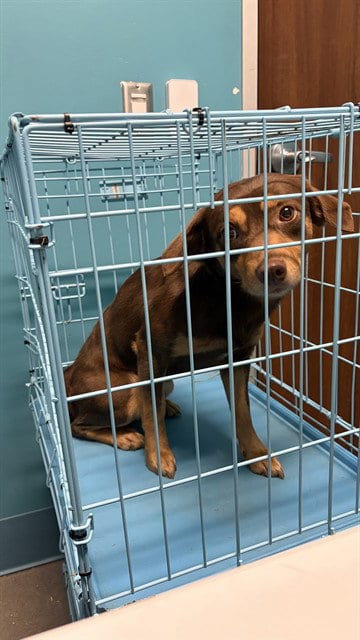 Photo of Lazy Bone, adoptable Chihuahua in Houston, Texas