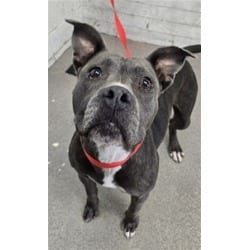 Photo of Praline, adoptable American Pit Bull Terrier in San Bernardino, California