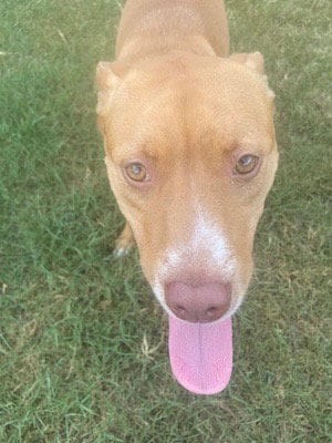 Photo of Olivia, adoptable Pit Bull Terrier in Rutherfordton, North Carolina