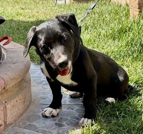 Photo of Gerrie, adoptable Labrador Retriever in San Diego, California