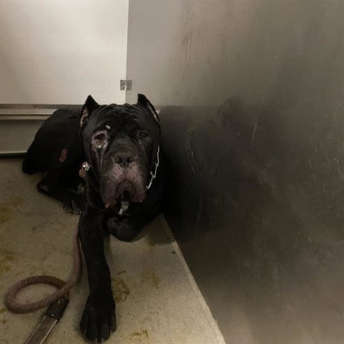 Photo of A614832, adoptable Cane Corso Mastiff in Modesto, California