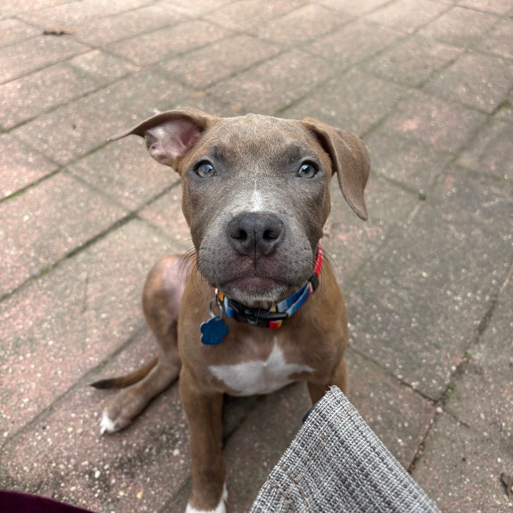 Photo of Cosmo, adoptable Terrier, Pit Bull / Terrier, Pit Bull in Patchogue, New York