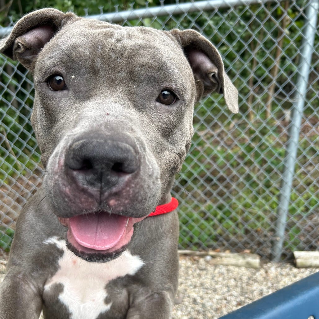 Photo of Gretta, adoptable Mixed Breed (Large) in West Olive, Michigan