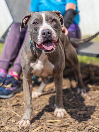 Photo of Ball Park, adoptable dog in Chamblee, Georgia