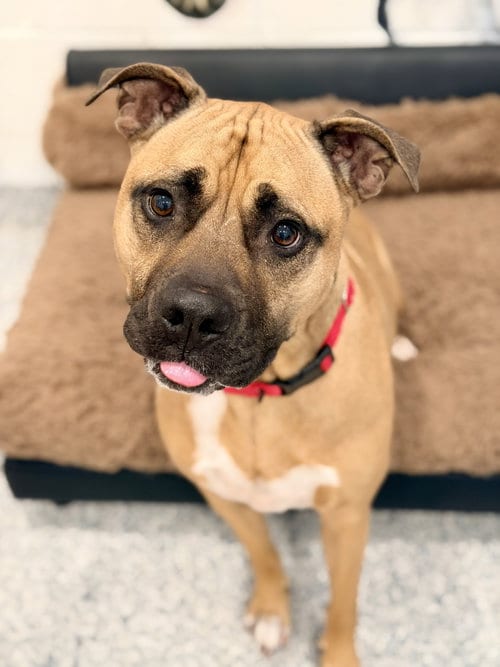 Photo of Scrappy, adoptable Pit Bull Terrier in Manahawkin, New Jersey