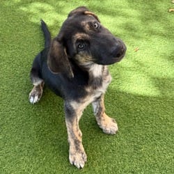 Photo of Bowie 0791, adoptable Mixed Breed (Small) in Loxahatchee, Florida