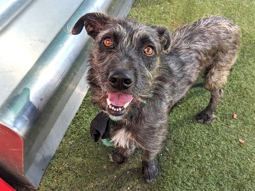 Photo of Sherlock, adoptable Schnauzer in Phoenix, Arizona