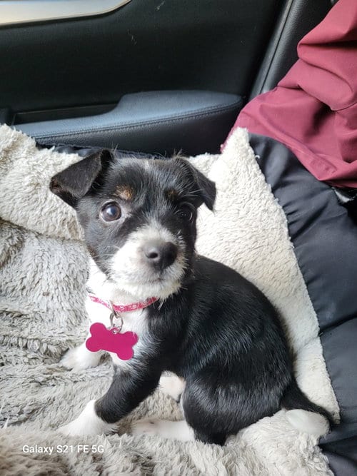 Photo of Babs, adoptable Terrier in Seattle, Washington