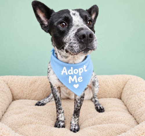Photo of Mr. Oreo, adoptable Australian Cattle Dog/Blue Heeler in Inglewood, California