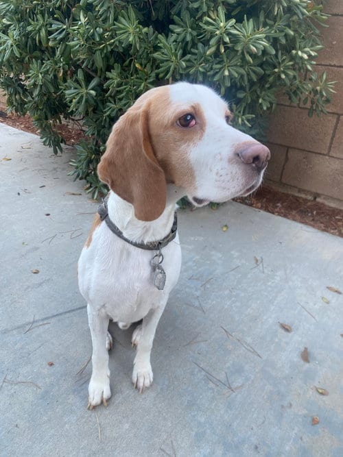 Photo of Tobi, adoptable Beagle in Apple Valley, California