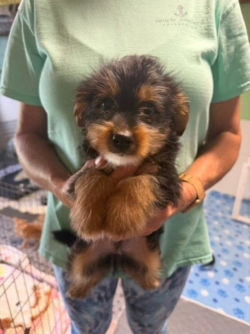 Photo of Nikko and Nino, adoptable Yorkshire Terrier Yorkie in Jackson Township, New Jersey