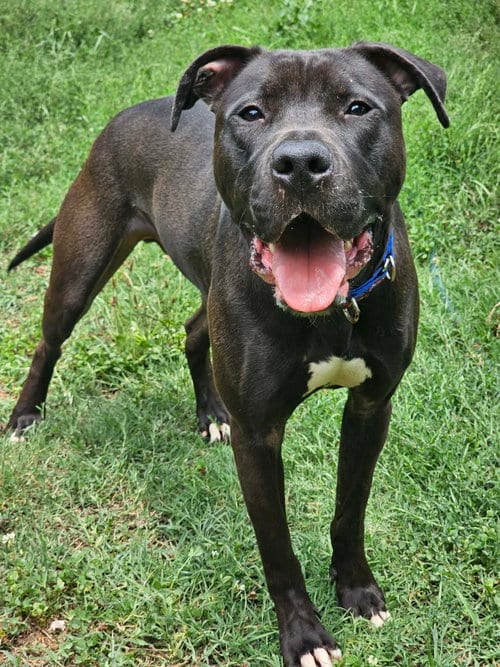 Photo of Linus, adoptable Terrier in Greenville, Maine