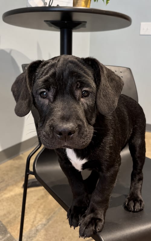 Photo of Bo Richard, adoptable Terrier in Mooresville, North Carolina