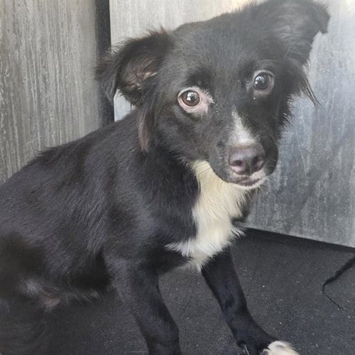 Photo of Lilo, adoptable Chihuahua in San Antonio, Texas