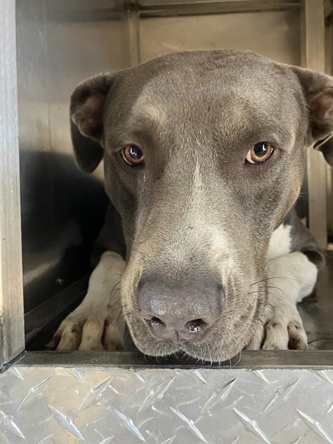 Photo of Blue, adoptable Mixed Breed